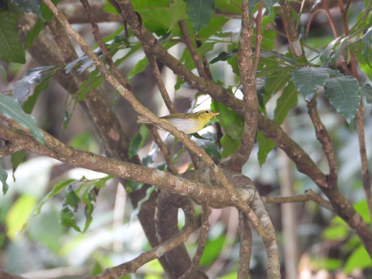 Yellow-vented Warbler - ML617258563