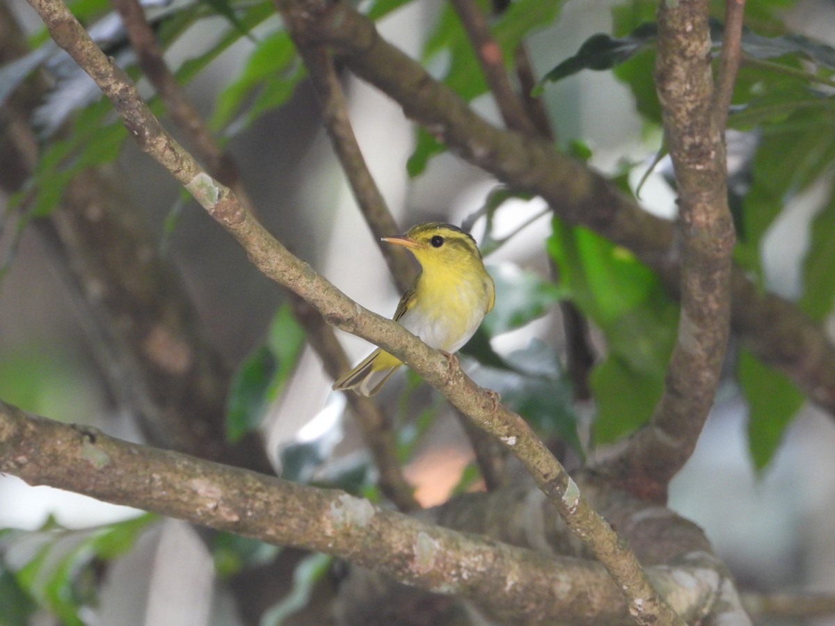 Yellow-vented Warbler - ML617258565