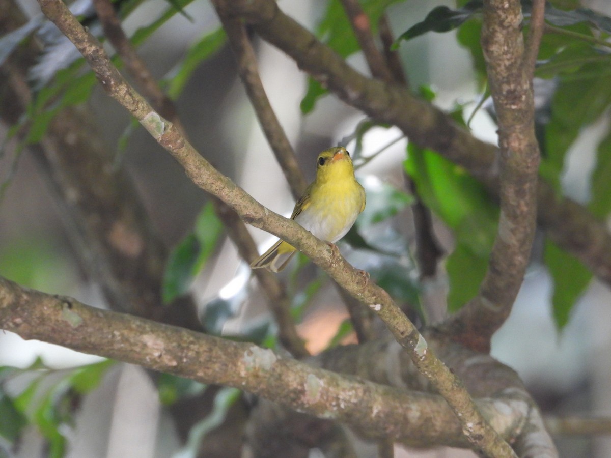 Yellow-vented Warbler - Chaiti Banerjee