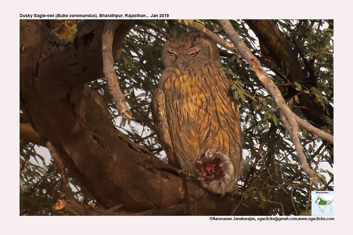 Dusky Eagle-Owl - Saravanan Janakarajan