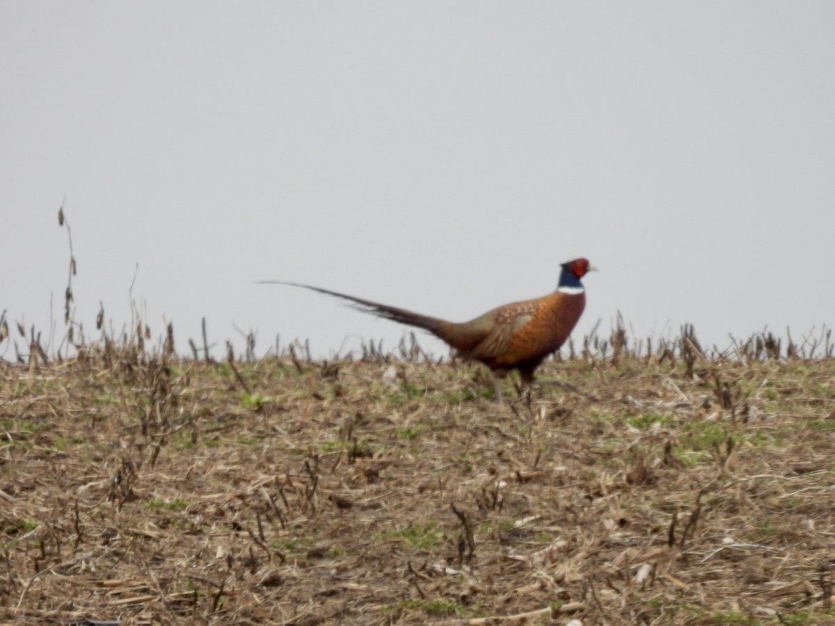 Ring-necked Pheasant - ML617258621