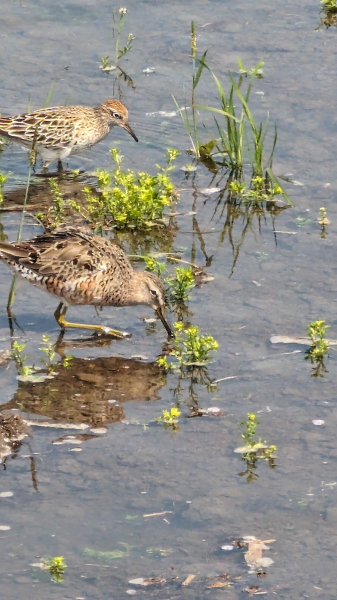 Long-billed Dowitcher - ML617258699