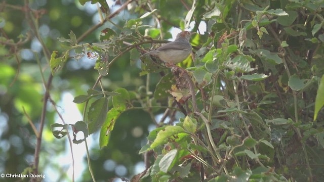 Cambodian Tailorbird - ML617258700
