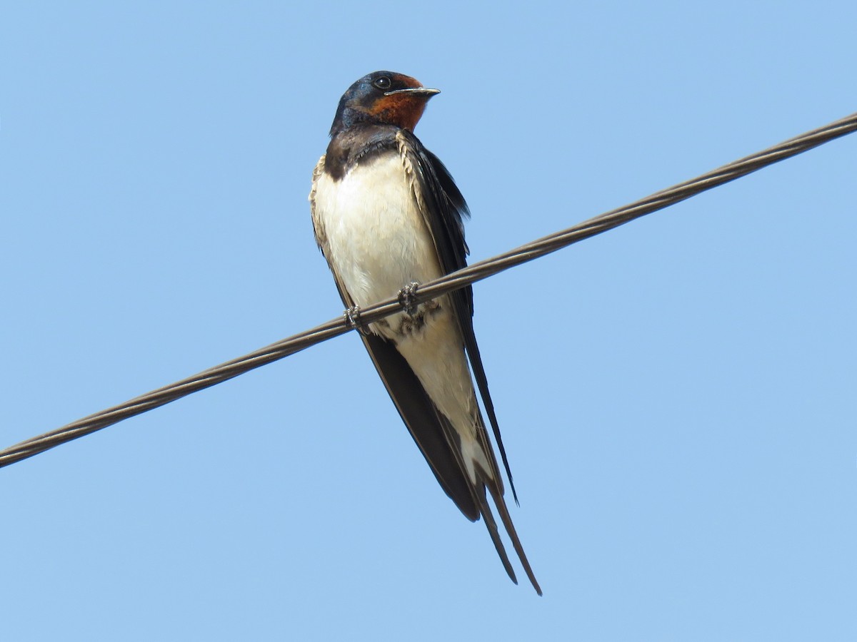 Barn Swallow - ML617258712