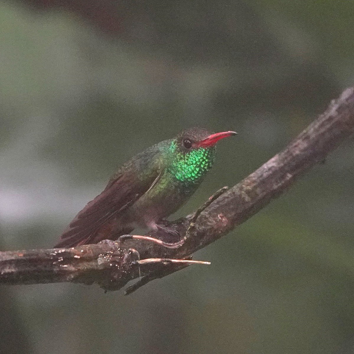 Rufous-tailed Hummingbird - ML617258758