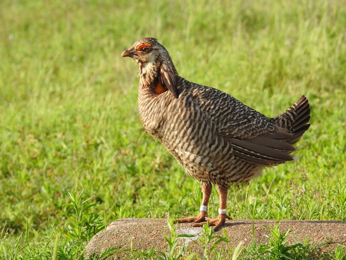 Greater Prairie-Chicken (Attwater's) - ML617258760