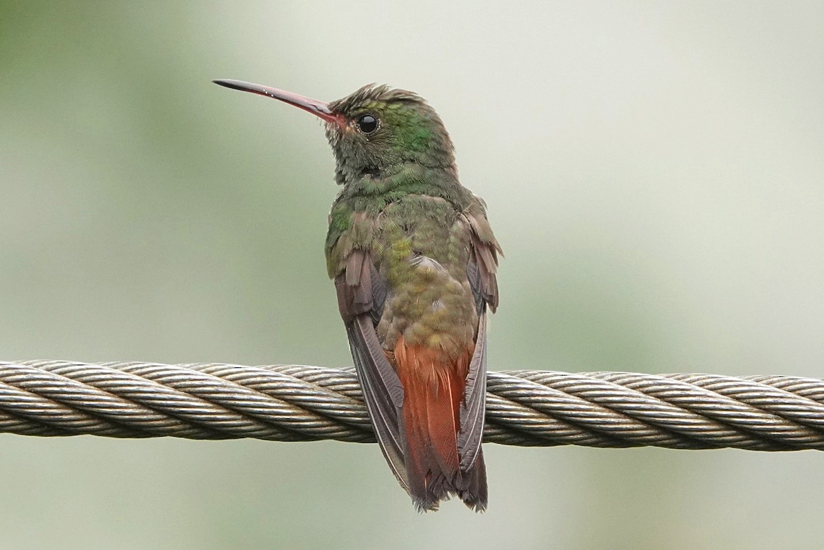 Rufous-tailed Hummingbird - ML617258779