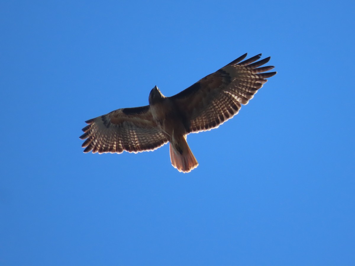 Red-tailed Hawk - Tina Tan