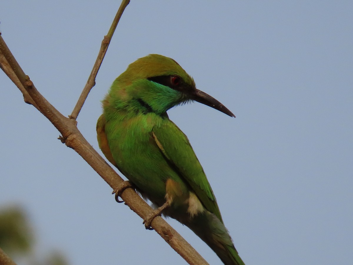 Asian Green Bee-eater - ML617258859