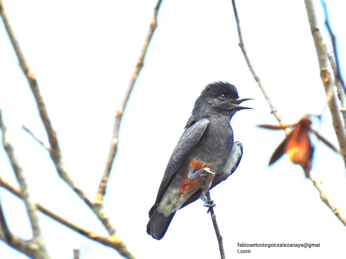 Swallow-winged Puffbird - ML617258871