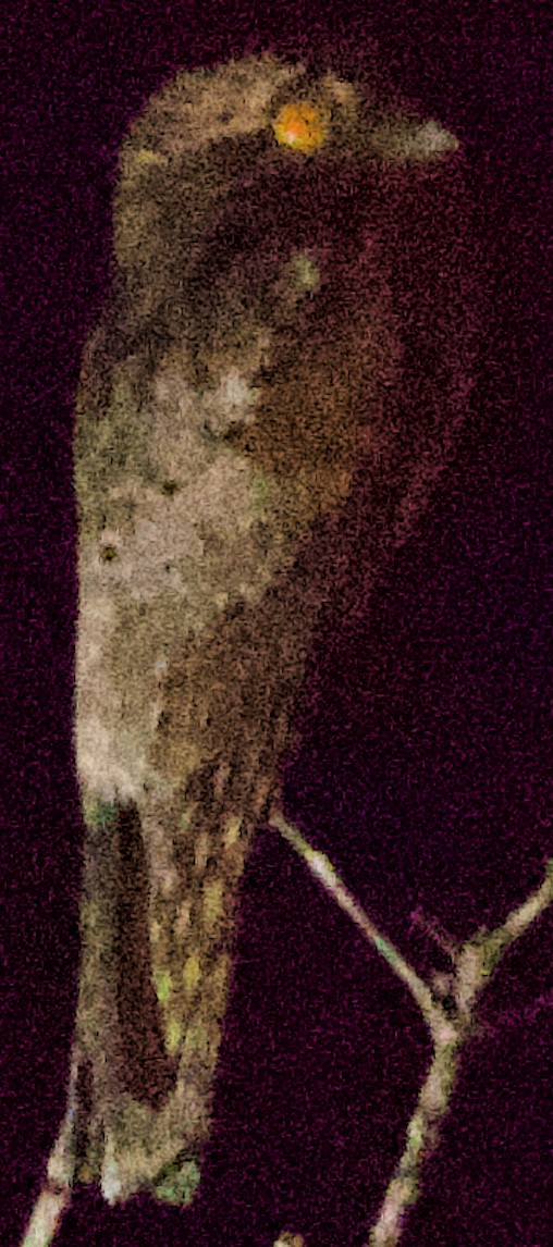 Northern Potoo (Middle American) - ML617259004