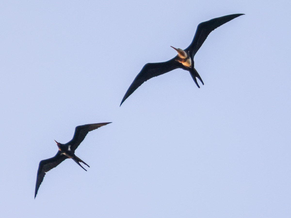 Lesser Frigatebird - Pachara Promnopwong