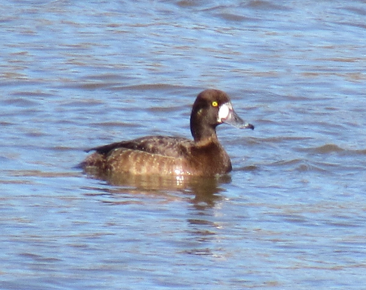 Greater/Lesser Scaup - ML617259095