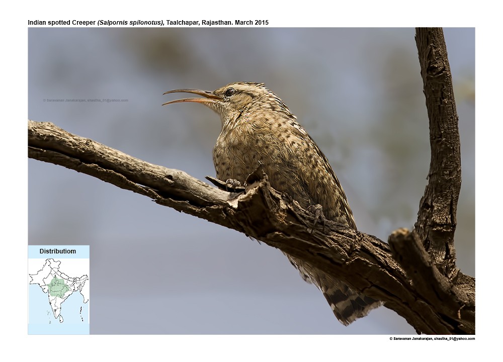 Indian Spotted Creeper - ML617259096