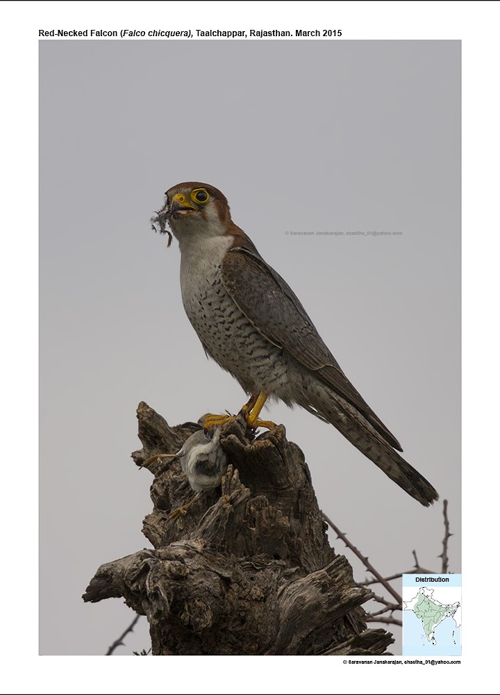 Red-necked Falcon - Saravanan Janakarajan