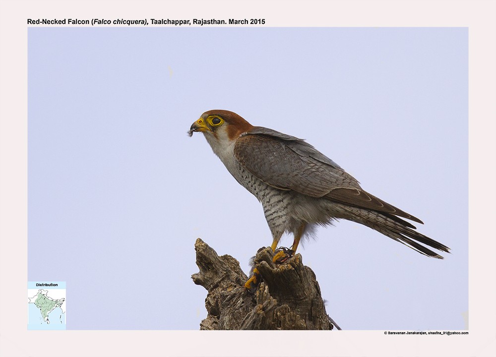 Red-necked Falcon - ML617259099