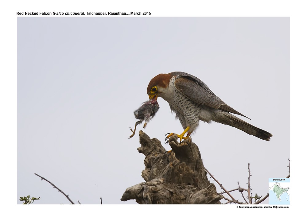 Red-necked Falcon - ML617259100