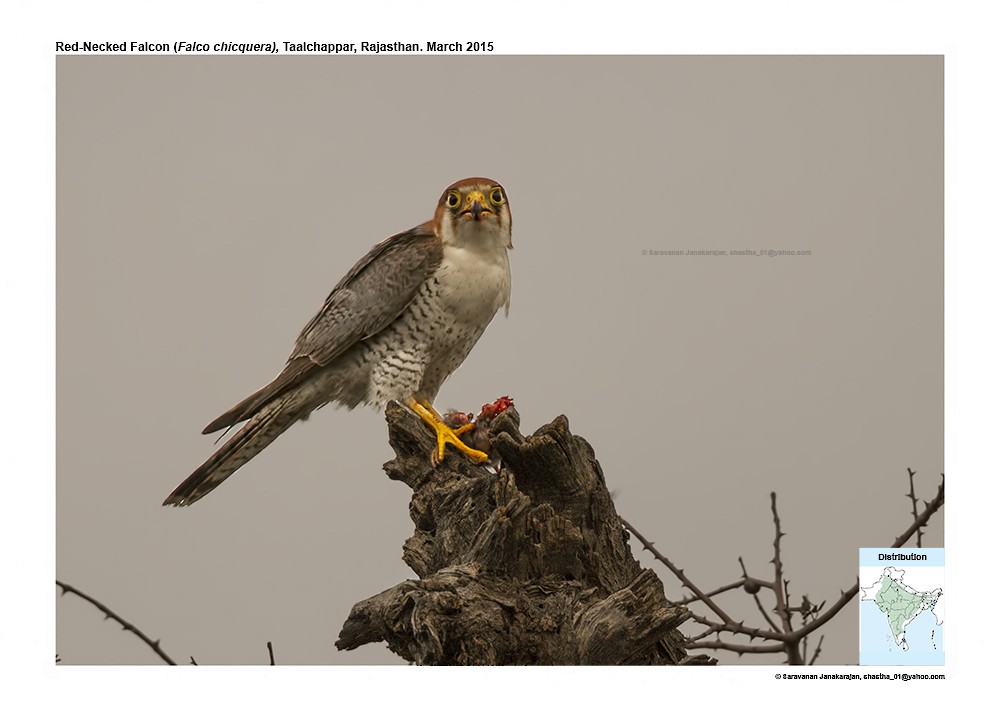 Red-necked Falcon - ML617259101
