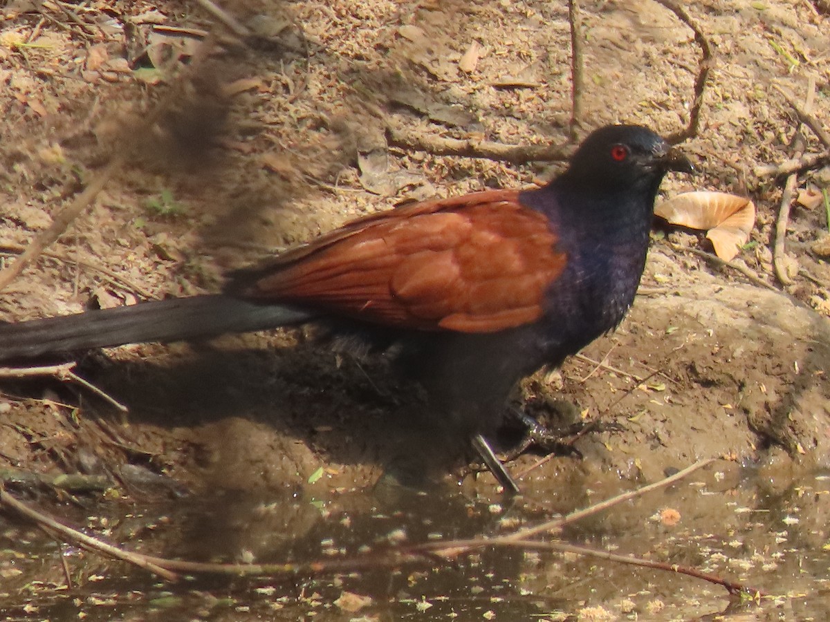Greater Coucal - ML617259154