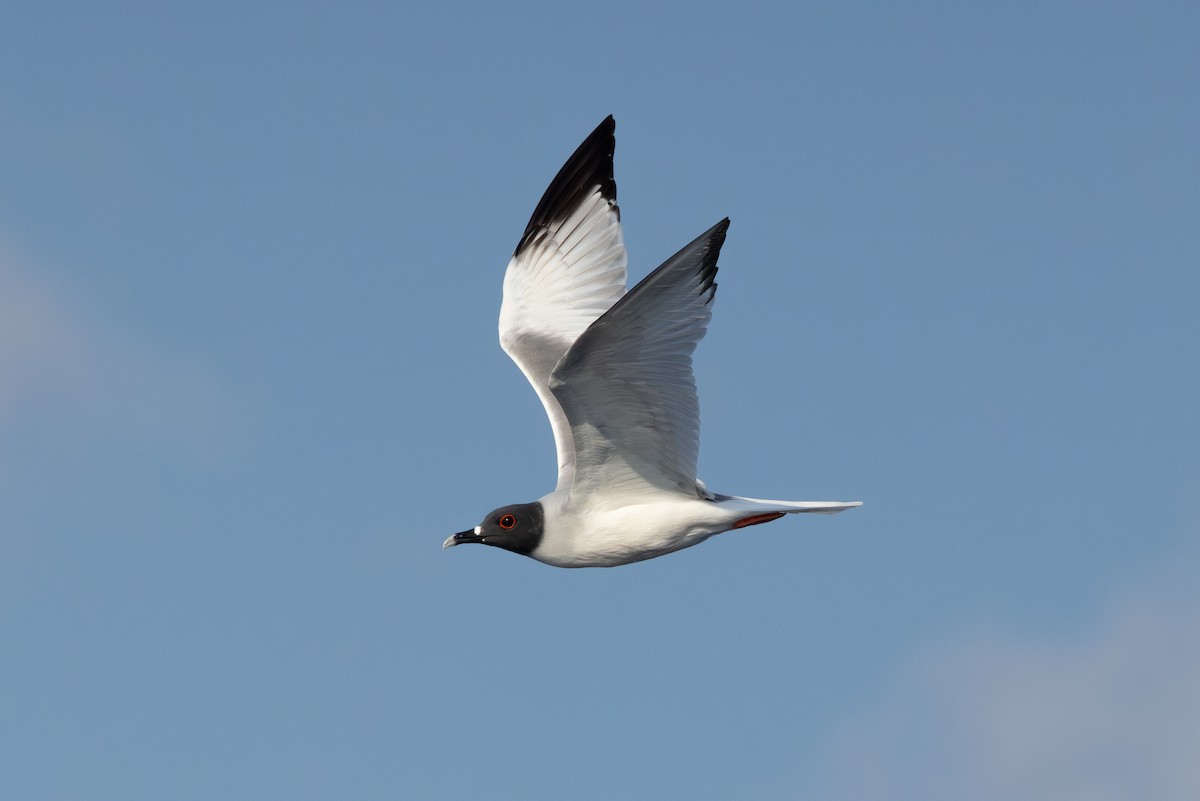 Swallow-tailed Gull - ML617259176