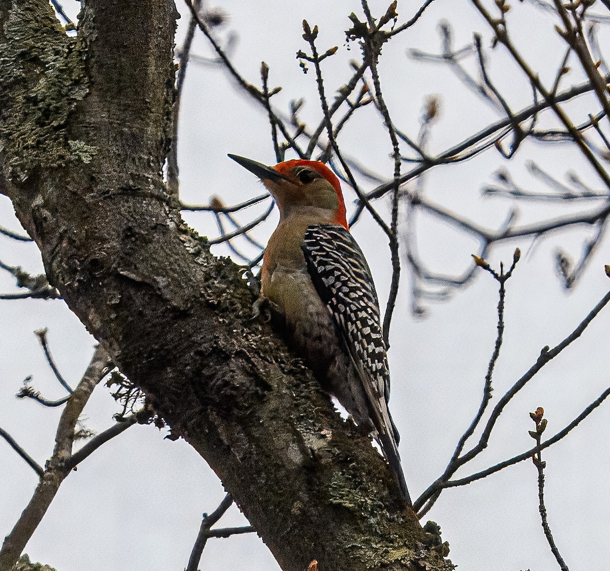 Red-bellied Woodpecker - ML617259182