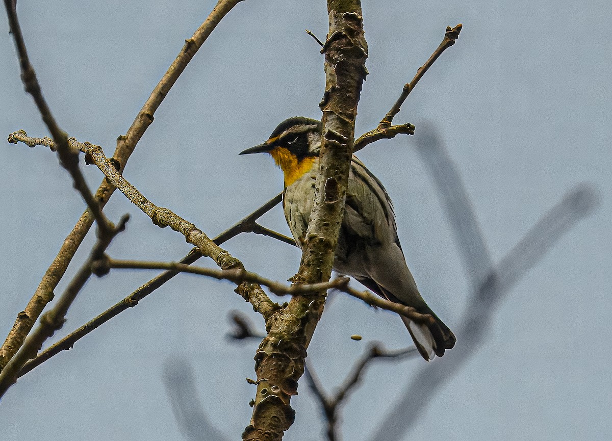 Yellow-throated Warbler - ML617259197