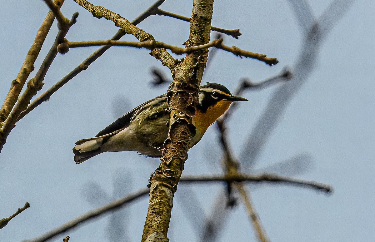 Yellow-throated Warbler - Bert Filemyr