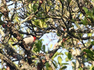  - Cherry-throated Tanager