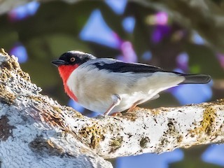  - Cherry-throated Tanager