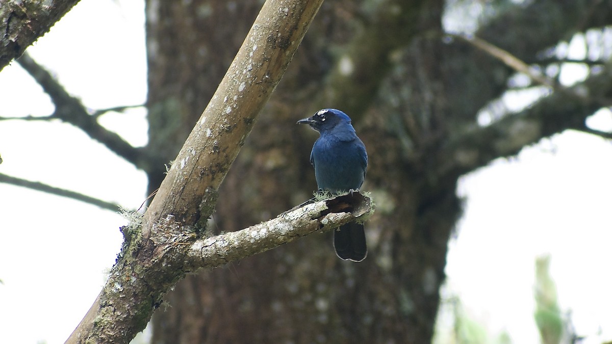 Steller's Jay (Middle American) - ML617259335