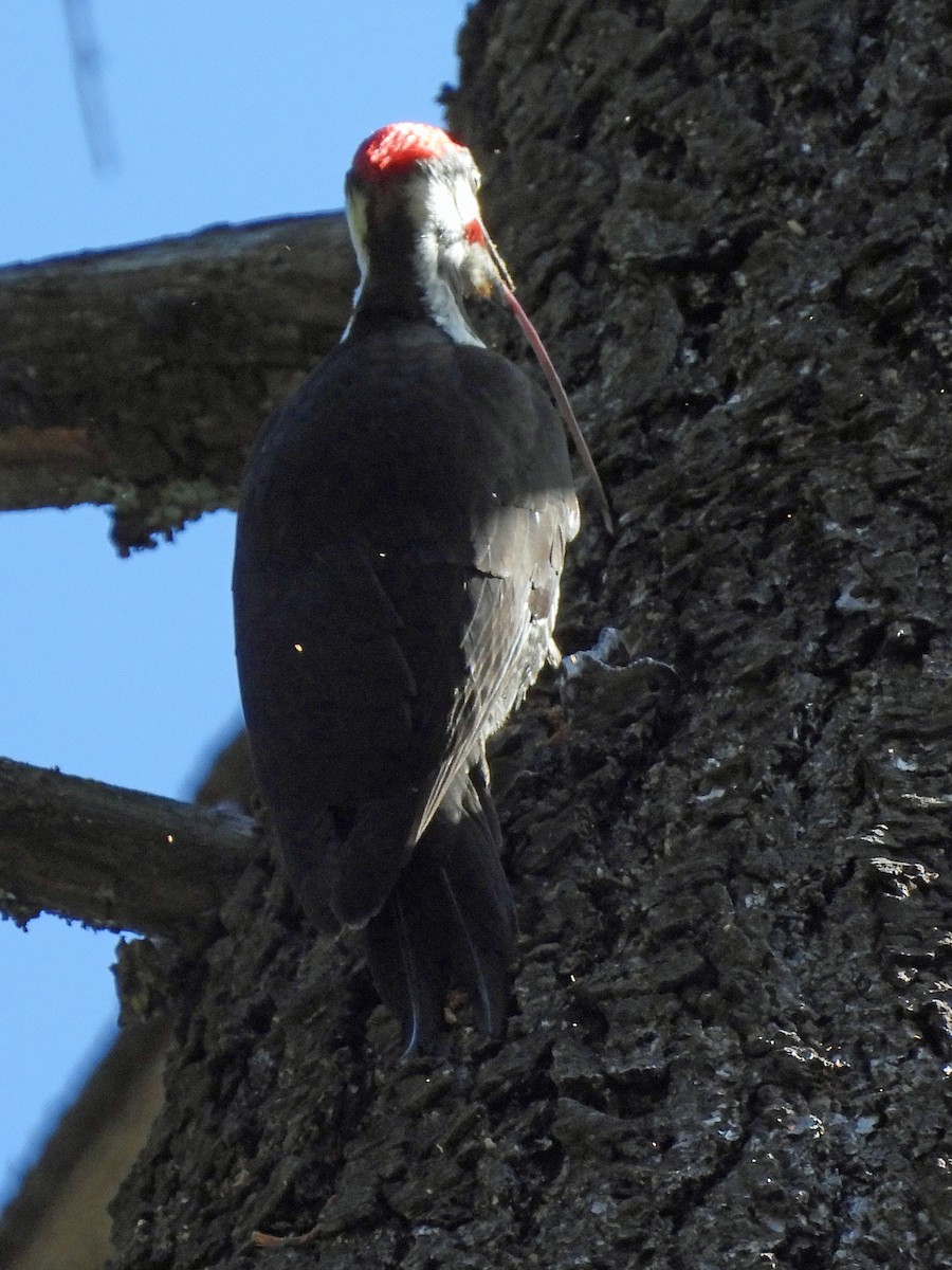 Pileated Woodpecker - ML617259342
