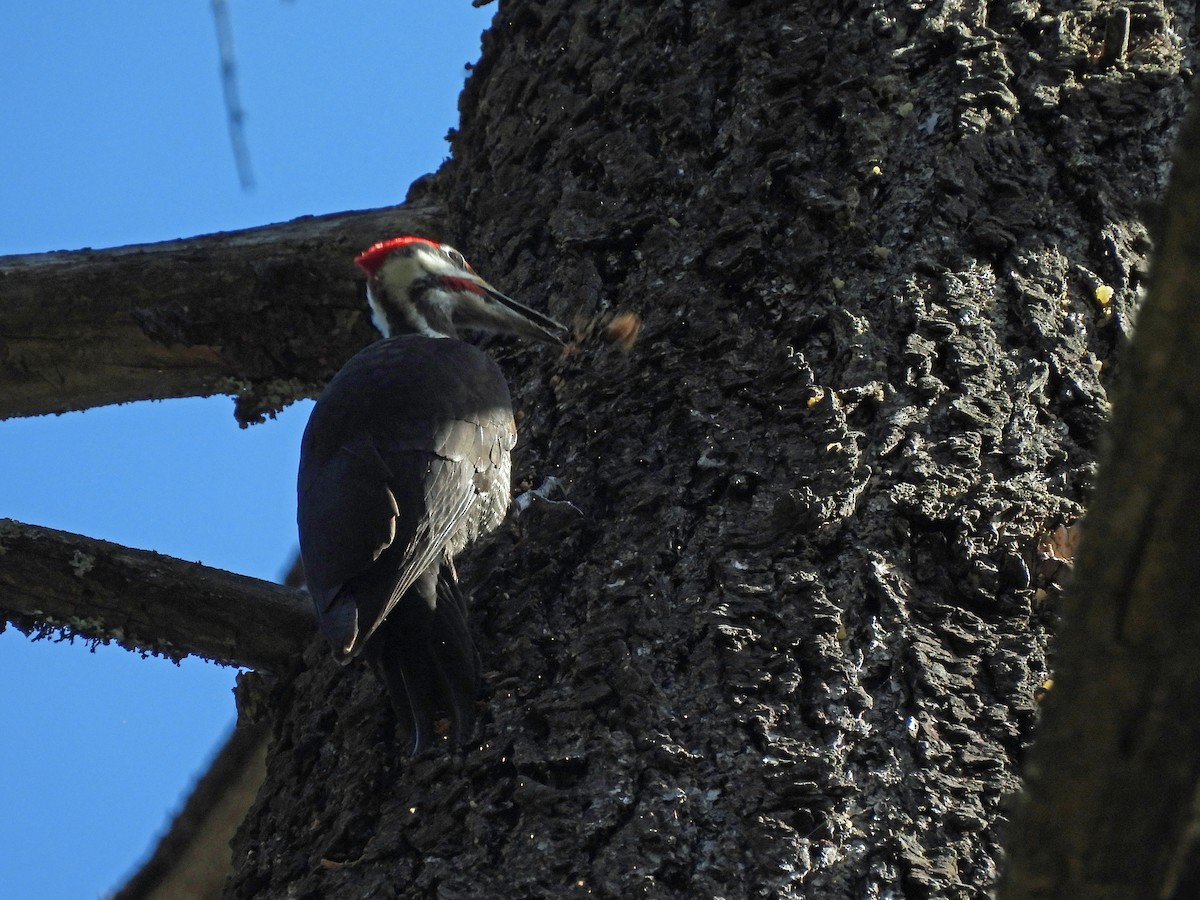 Pileated Woodpecker - ML617259359