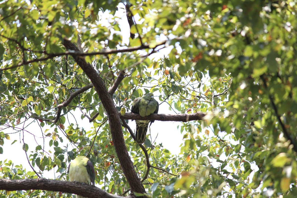 Whistling Green-Pigeon (Ryukyu) - ML617259363
