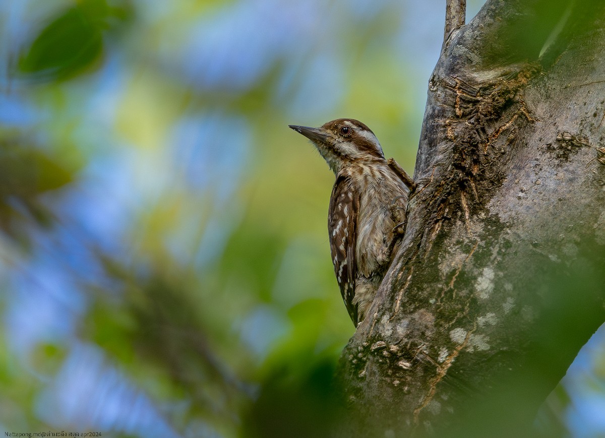 Sunda Pygmy Woodpecker - ML617259366