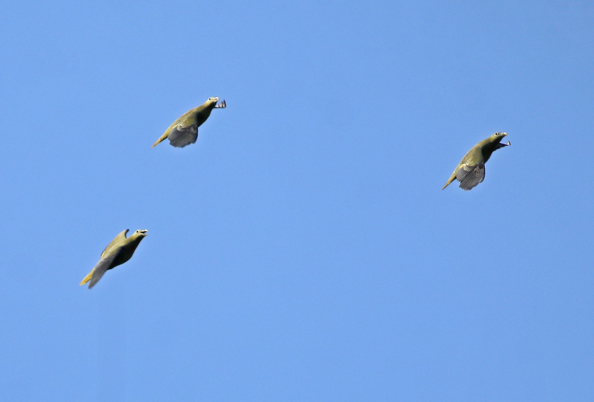 holub zelenošedý - ML617259385