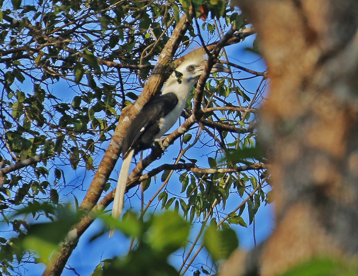 White-crowned Hornbill - ML617259391