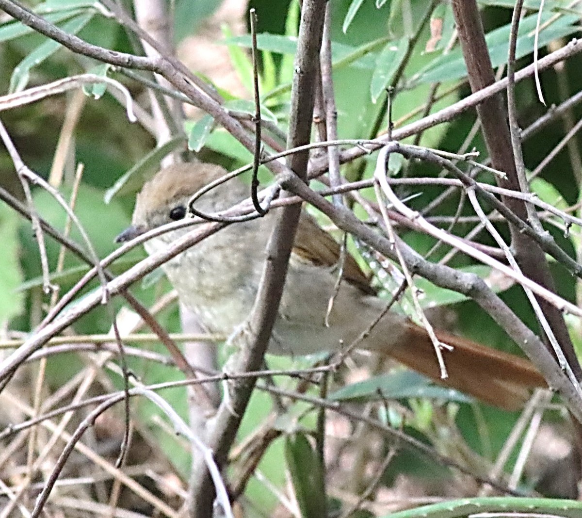 Sooty-fronted Spinetail - ML617259410