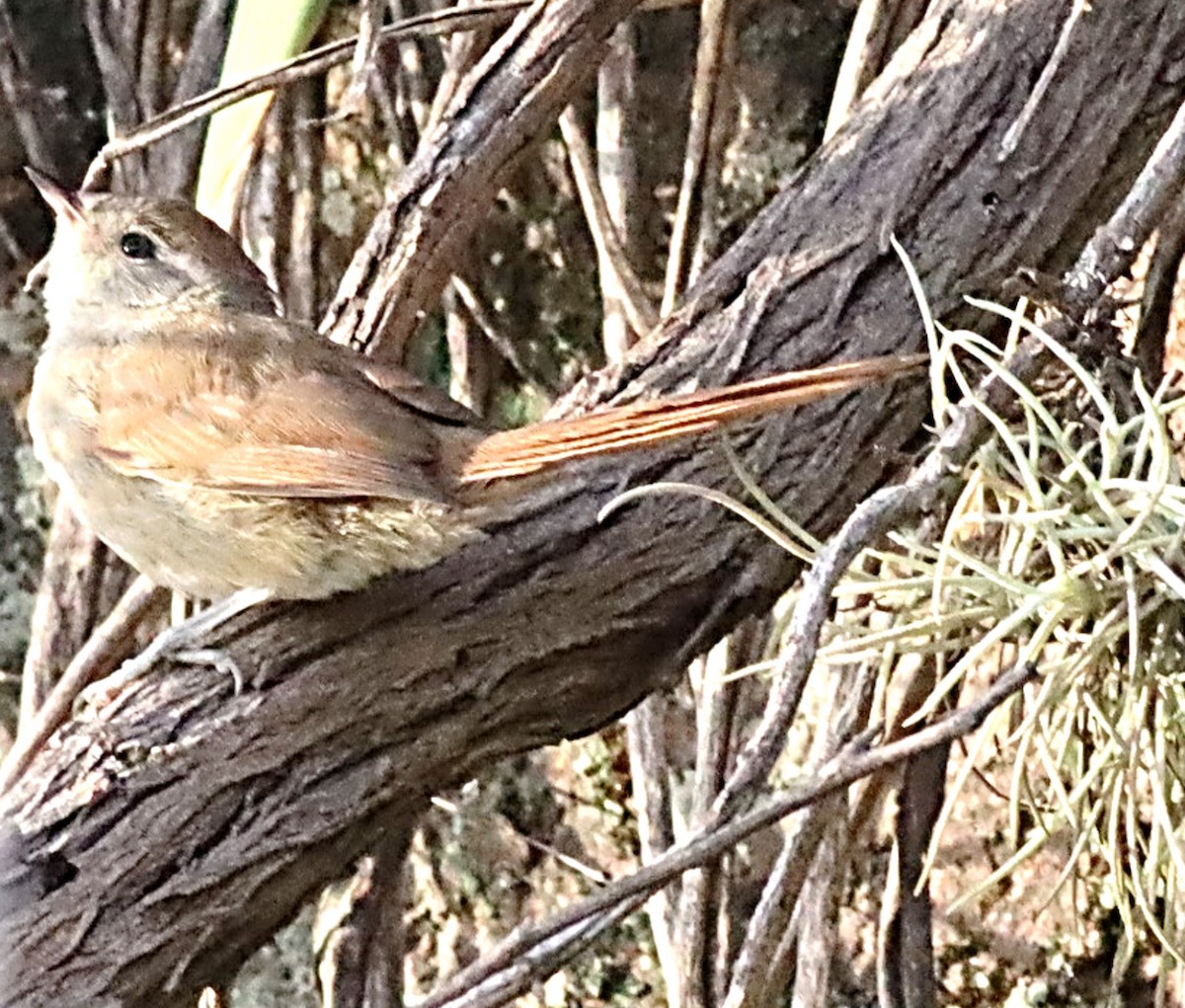 Sooty-fronted Spinetail - ML617259411