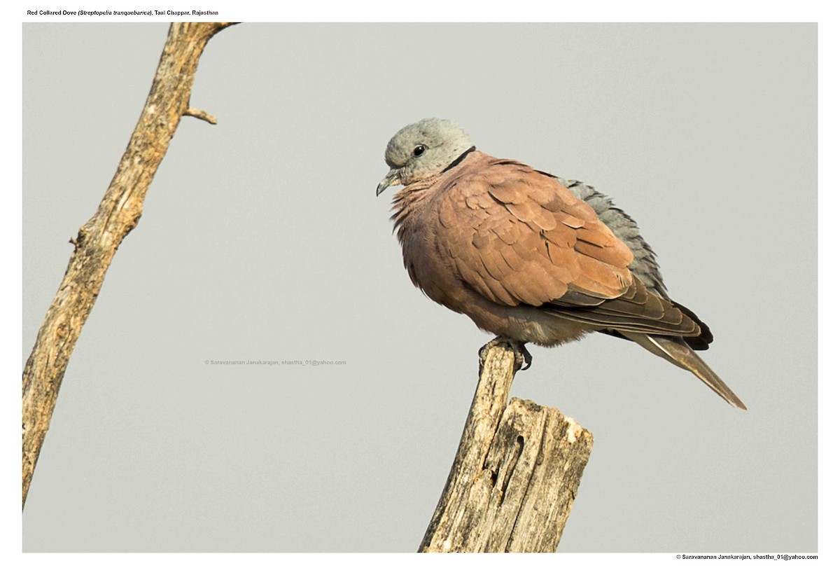 Red Collared-Dove - ML617259415