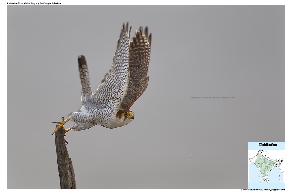 Red-necked Falcon - ML617259510
