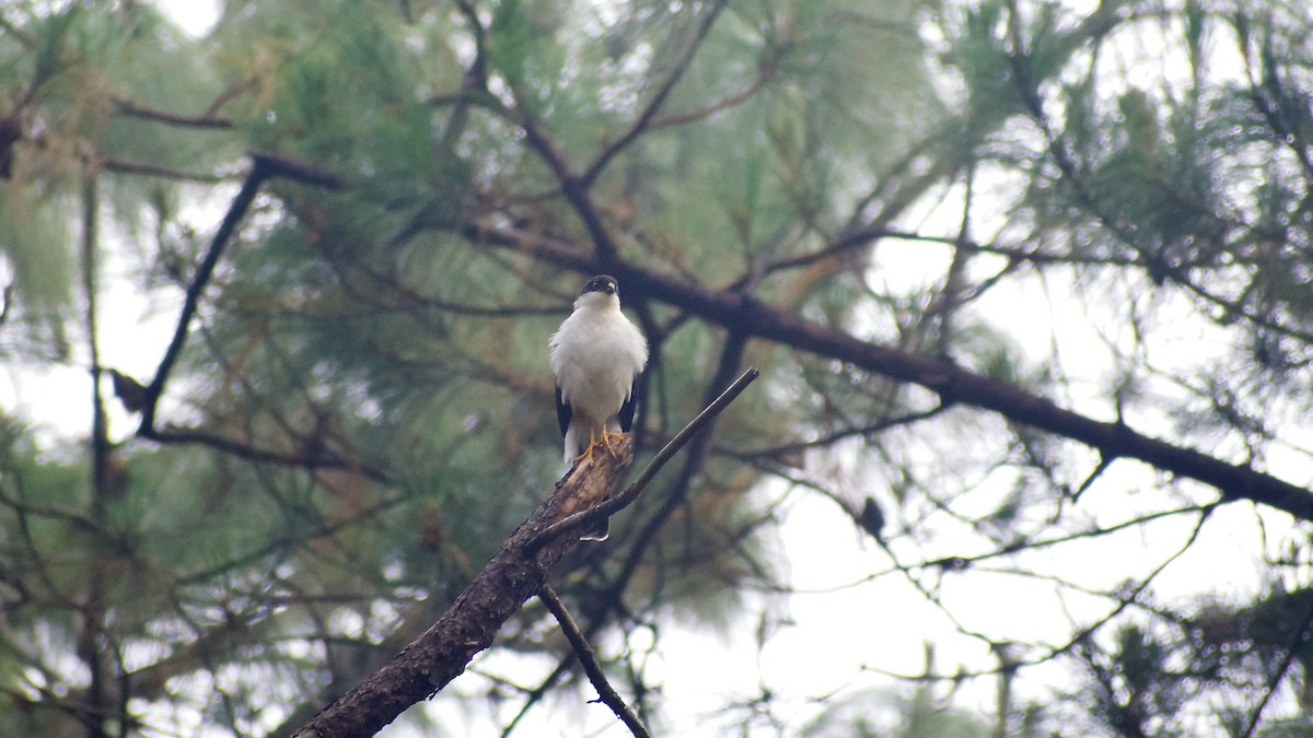 Sharp-shinned Hawk (White-breasted) - ML617259518