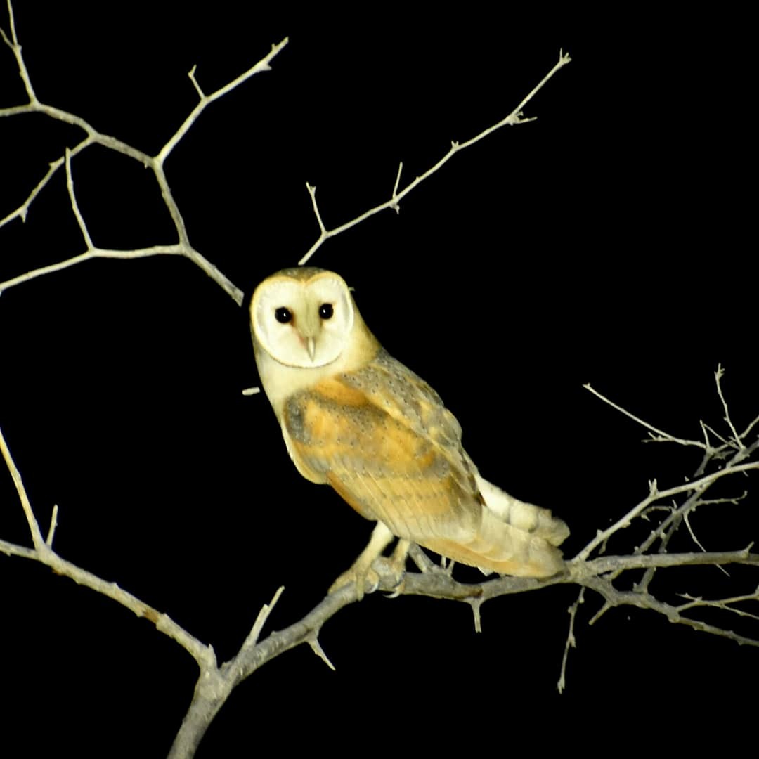Barn Owl (Eurasian) - ML617259529
