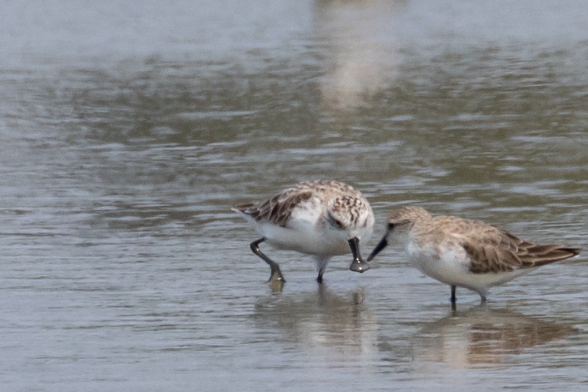 Spoon-billed Sandpiper - Dixie Sommers