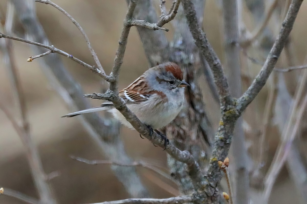 American Tree Sparrow - Jane Smith