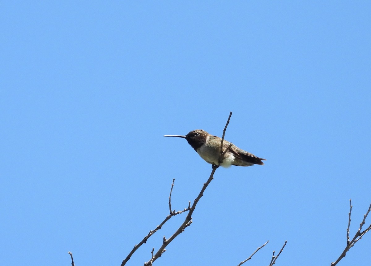 Black-chinned Hummingbird - ML617259642