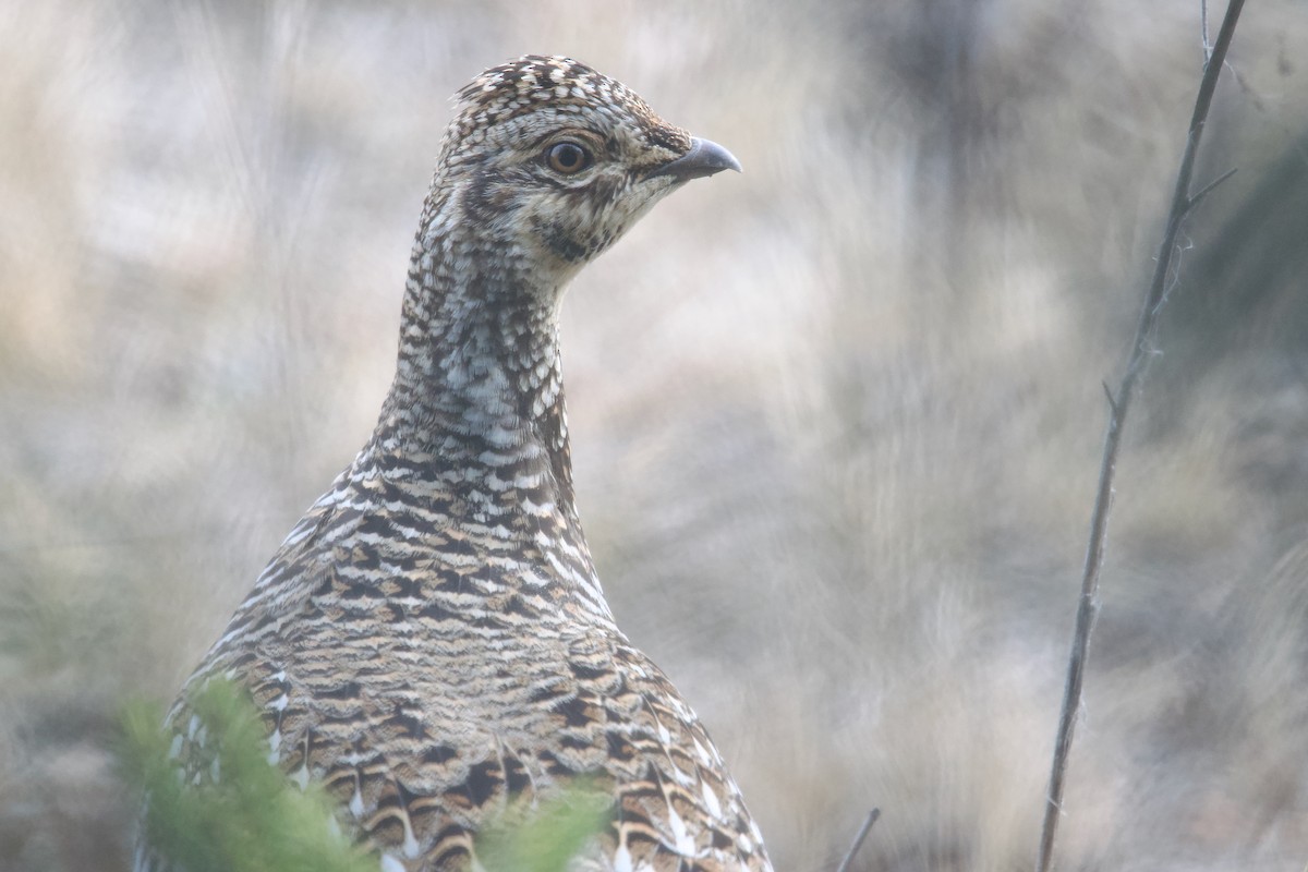 Sharp-tailed Grouse - Owen Strickland