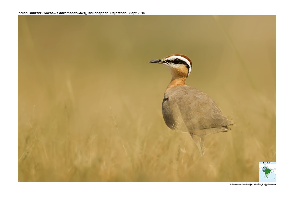 Indian Courser - ML617259756
