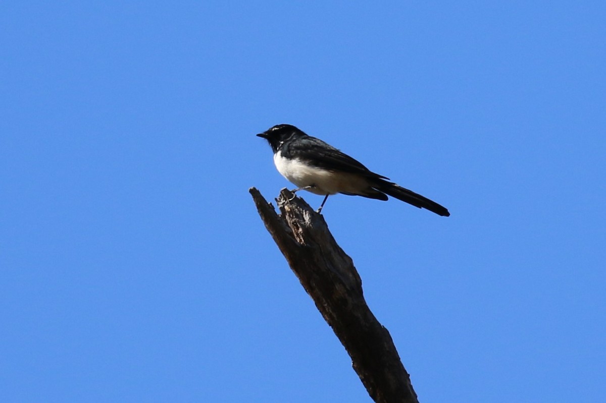 Willie-wagtail - ML617259821