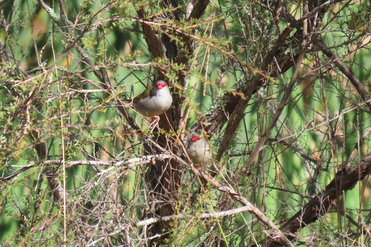 Red-browed Firetail - ML617259830