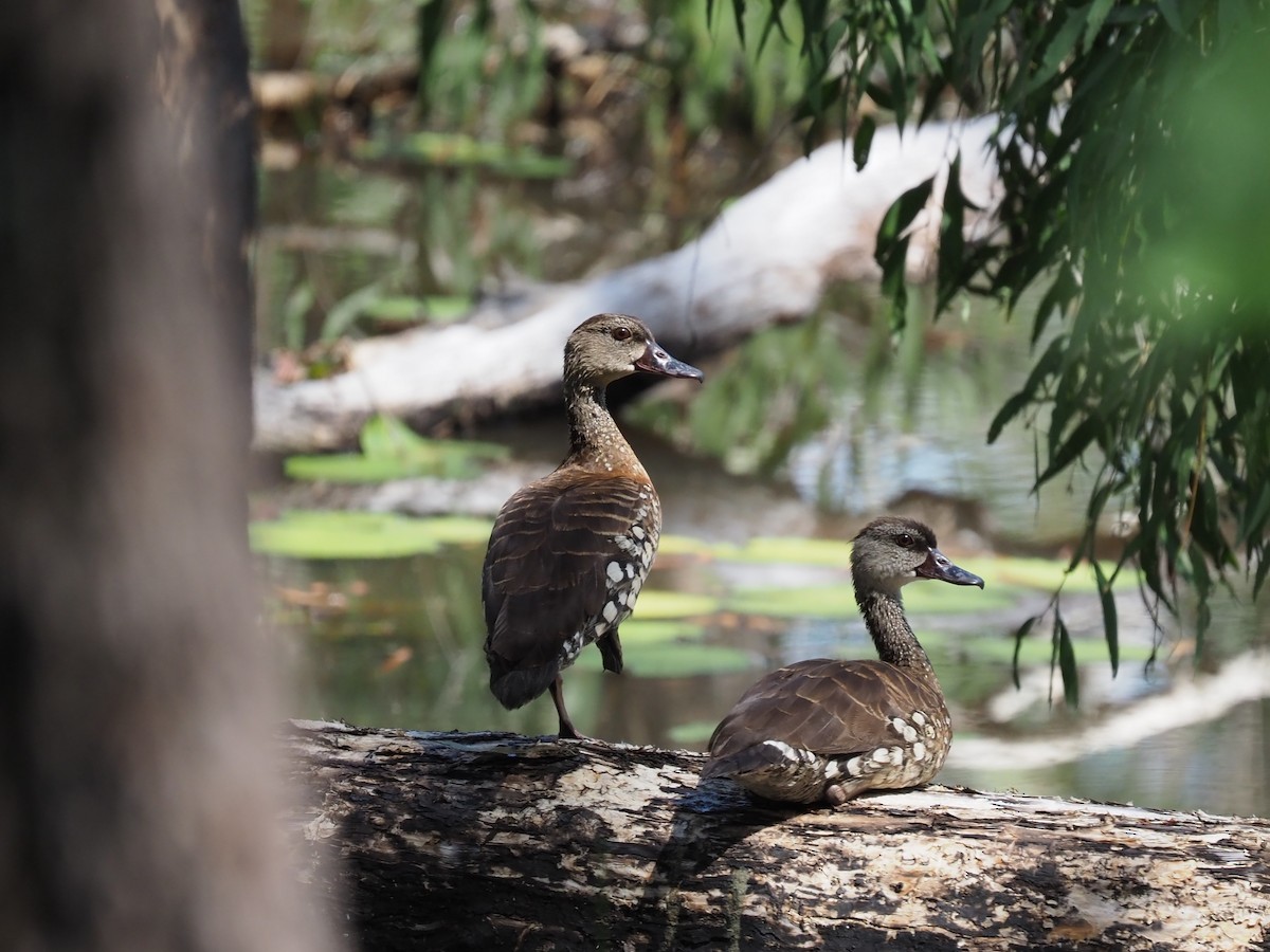 Spotted Whistling-Duck - ML617259892